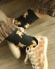 shiba inu socks